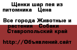 Щенки шар-пея из питомника › Цена ­ 15 000 - Все города Животные и растения » Собаки   . Ставропольский край